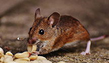 24 Hour & Emergency Exterminators in Rock Camp, OH
